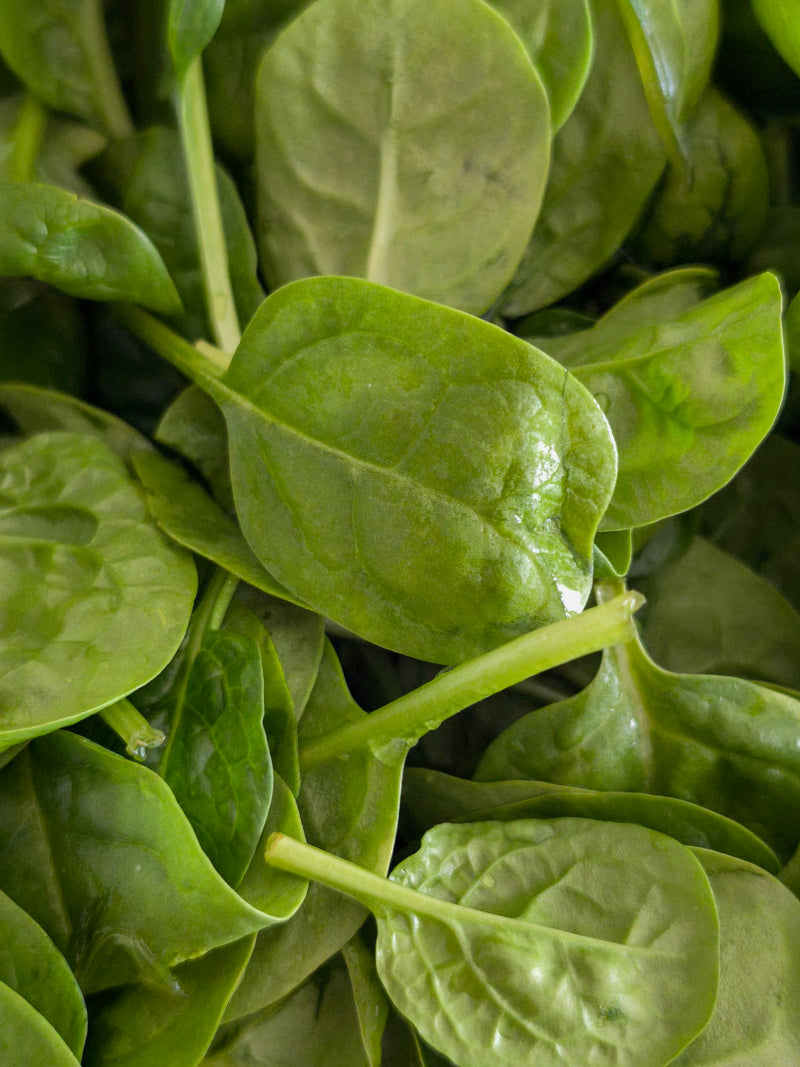 Folate (5-MTHF)